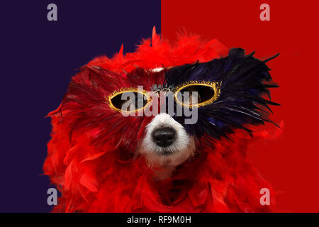 Lustig HUND IN MARDI GRAS ODER KARNEVAL TRAGEN ARED FEDERBOA UND MASKE. Isolierte STUDIO SCHUSS GEGEN WEISS VIOLETT und rot hinterlegt. Stockfoto