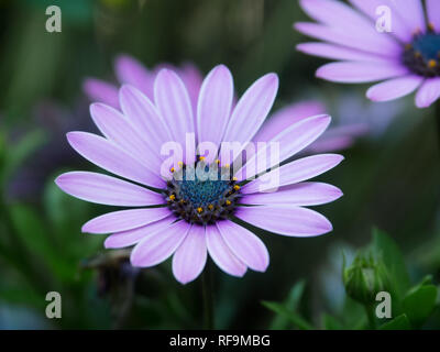 Nahaufnahme der Blüte einer Marguerite Stockfoto