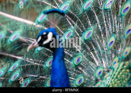 Ein Pfau zeigt seine Schwanzfedern Stockfoto