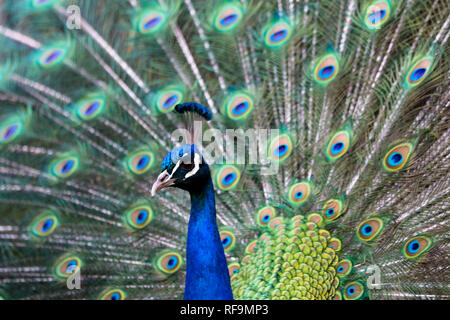 Ein Pfau zeigt seine Schwanzfedern Stockfoto