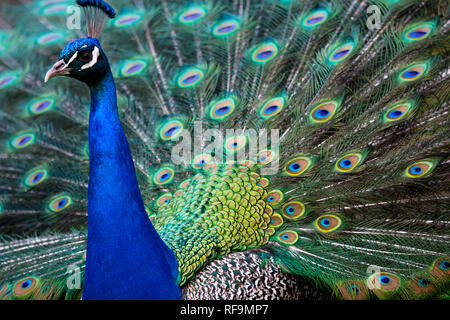 Ein Pfau zeigt seine Schwanzfedern Stockfoto