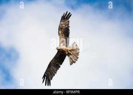 Eine gelbe Rechnung Kite fliegt ein Disply auf Dartmoor Zoo Stockfoto