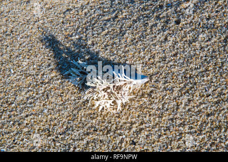 Muscheln, Korallen und Meereslebewesen an einem Sandstrand. Stockfoto