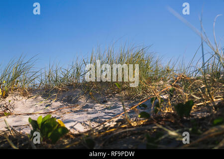 Sonne auf grasbewachsenen Düne Stockfoto