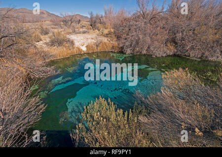 Natürliche Quelle in der Wüste Tal im Ash Meadows National Wildlife Refuge in Nevada Stockfoto