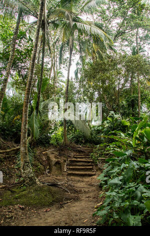 Eine malerische Landschaft Foto eines alten suchen Weg mit Treppen in einem wunderschönen Regenwald von Manzanillo National Park, Costa Rica Stockfoto