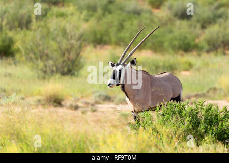 Oryx Oryx gazella in der Kalahari, grüne Wüste mit hohen Gras nach der Regenzeit. Kgalagadi Transfrontier Park, Südafrika Wildlife Safari Stockfoto