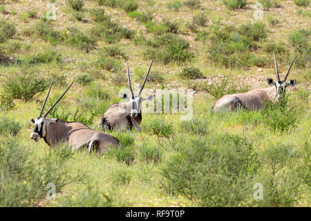 Oryx Oryx gazella in der Kalahari, grüne Wüste mit hohen Gras nach der Regenzeit. Kgalagadi Transfrontier Park, Südafrika Wildlife Safari Stockfoto