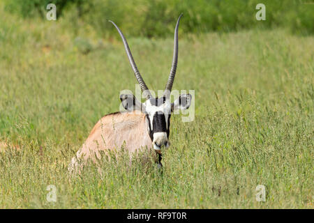 Oryx Oryx gazella in der Kalahari, grüne Wüste mit hohen Gras nach der Regenzeit. Kgalagadi Transfrontier Park, Südafrika Wildlife Safari Stockfoto