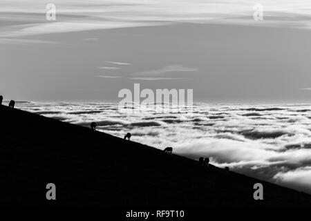 Pferde Silhouetten auf einem Berg über dem Hochnebel Stockfoto