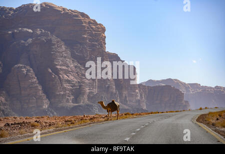 Kings Highway, ein Kamel steht auf einem schönen kurvenreichen Straße durch das Wadi Rum Wüste mit felsigen Berge in der Ferne, Jordanien. Stockfoto