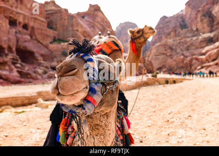 Nahaufnahme von zwei schönen Kamele in der Unesco Weltkulturerbe in Petra. Petra ist eine historische und archäologische Stadt im südlichen Jordanien. Stockfoto