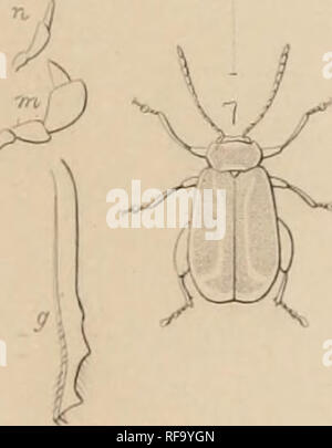 . Katalog der Halticidoe in der Sammlung des British Museum. Chrysomelidae. . Bitte beachten Sie, dass diese Bilder sind von der gescannten Seite Bilder, die digital für die Lesbarkeit verbessert haben mögen - Färbung und Aussehen dieser Abbildungen können nicht perfekt dem Original ähneln. extrahiert. British Museum (Natural History). Abt. der Zoologie; Clark, Hamlet, 1823-1867; Grau, John Edward, 1800-1875. London Gedruckt im Auftrag des Kuratoriums Stockfoto