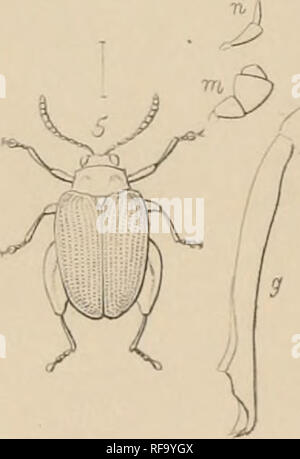 . Katalog der Halticidoe in der Sammlung des British Museum. Chrysomelidae. . Bitte beachten Sie, dass diese Bilder sind von der gescannten Seite Bilder, die digital für die Lesbarkeit verbessert haben mögen - Färbung und Aussehen dieser Abbildungen können nicht perfekt dem Original ähneln. extrahiert. British Museum (Natural History). Abt. der Zoologie; Clark, Hamlet, 1823-1867; Grau, John Edward, 1800-1875. London Gedruckt im Auftrag des Kuratoriums Stockfoto