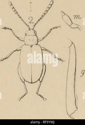 . Katalog der Halticidoe in der Sammlung des British Museum. Chrysomelidae. . Bitte beachten Sie, dass diese Bilder sind von der gescannten Seite Bilder, die digital für die Lesbarkeit verbessert haben mögen - Färbung und Aussehen dieser Abbildungen können nicht perfekt dem Original ähneln. extrahiert. British Museum (Natural History). Abt. der Zoologie; Clark, Hamlet, 1823-1867; Grau, John Edward, 1800-1875. London Gedruckt im Auftrag des Kuratoriums Stockfoto