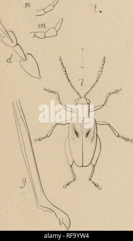 . Katalog der Halticidoe in der Sammlung des British Museum. Chrysomelidae. . Bitte beachten Sie, dass diese Bilder sind von der gescannten Seite Bilder, die digital für die Lesbarkeit verbessert haben mögen - Färbung und Aussehen dieser Abbildungen können nicht perfekt dem Original ähneln. extrahiert. British Museum (Natural History). Abt. der Zoologie; Clark, Hamlet, 1823-1867; Grau, John Edward, 1800-1875. London Gedruckt im Auftrag des Kuratoriums Stockfoto