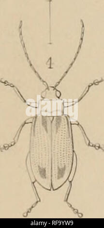 . Katalog der Halticidoe in der Sammlung des British Museum. Chrysomelidae. . Bitte beachten Sie, dass diese Bilder sind von der gescannten Seite Bilder, die digital für die Lesbarkeit verbessert haben mögen - Färbung und Aussehen dieser Abbildungen können nicht perfekt dem Original ähneln. extrahiert. British Museum (Natural History). Abt. der Zoologie; Clark, Hamlet, 1823-1867; Grau, John Edward, 1800-1875. London Gedruckt im Auftrag des Kuratoriums Stockfoto