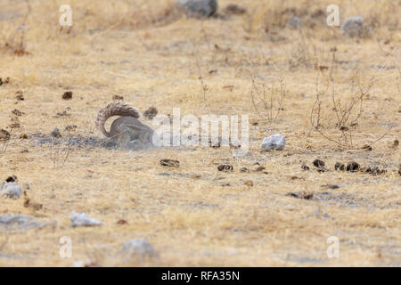 Kap Erdhörnchen (Xerus inauris) oder Südafrikanische Erdhörnchen Stockfoto