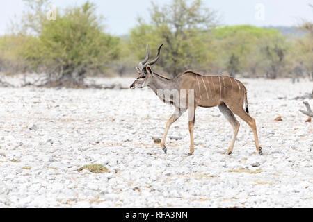 Mehr Kudu (Tragelaphus strepsiceros). Männlich Stockfoto