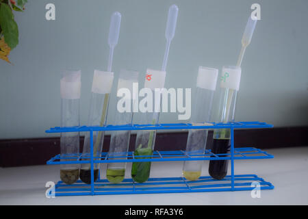 Ein Foto von mehreren bunten biologische Proben (in flüssiger Form) an einer Wissenschaft Klasse in einem International Baccalaureate School Stockfoto