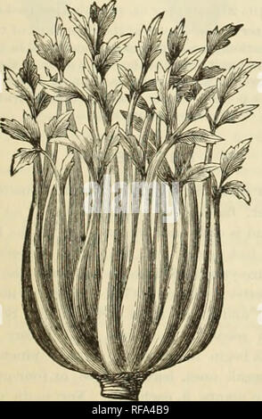 . Katalog von Feld, Garten und Blumen Samen für 1882: gepflegt und für den Verkauf von Joseph Harris, Moreton Farm, Rochester N.Y.. Saatgut Industrie und Handel, Kataloge; Samen, Kataloge, Gemüse, Samen, Kataloge, Blüten, Samen, Kataloge. 15 Karotten - fortgesetzt. Früh halb Lang - Dieses ist mein Liebling. Es ist eine Köstliche Karotte - Frühe und ein großes Getreide-Pro. Leicht gewachsen und leicht Hai -; das Hält gut und ist sehr nahrhaft. Sauber, liandsome, fest; tief rot, solide und fast Kernlose. Sehr Wahl frischen Samen. Pro lb. $ 1,75; Pro 14lb. 50 Cent; pro Unze. 15 Cent; pro Paket 5 Lange Orange - ein Gattungen Stockfoto