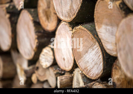 Fein säuberlich gestapelt Stapel von gehackten Trunks im Freien auf hellen, sonnigen Tag, abstrakten Hintergrund, Feuer Holz Protokolle erstellt für den Winter, für den Brennvorgang bereit. Environ Stockfoto