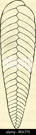 . Katalog von Abgüssen von Fossilien, von den wichtigsten Museen von Europa und Nordamerika, mit kurzen Beschreibungen und Abbildungen. Fossilien. . Bitte beachten Sie, dass diese Bilder sind von der gescannten Seite Bilder, die digital für die Lesbarkeit verbessert haben mögen - Färbung und Aussehen dieser Abbildungen können nicht perfekt dem Original ähneln. extrahiert. Bezirk, Henry A. (Henry Augustus), 1834-1906. Rochester, N.Y., Benton & Amp; Andrews, Drucker Stockfoto