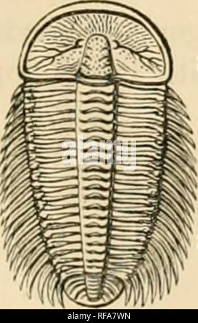 . Ein Katalog der Sammlung von Kambrium, Silur Fossilien im Geologischen Museum der Universität von Cambridge. Paläontologie, Paläontologie. Der brj von alle Trilobiten besitzt weniger Segmente, - zehn, aber ein oder zwei, und ist blind und ohne Naht. Gh. Conocoryphe variolaris, Salter (Ib. Feigen. 6, 7). Conocephalus Conocoryphe (oder, wie es oft geschrieben) gehört zu einer Gruppe von trilobiten In-termediate zwischen Calymene und Olenus (siehe Bala Gruppe), und ist sehr häufig in den Lingula Fahnen, und die älteren Kambrischen Gesteinen in allen Ländern. (Ptychoparia, Corda.) Conocoryphe ap Stockfoto