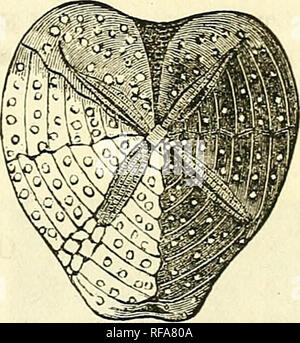 . Katalog von Abgüssen von Fossilien, von den wichtigsten Museen von Europa und Nordamerika, mit kurzen Beschreibungen und Abbildungen. Fossilien. Stachelhäuter. 1 G 7 Nr. 844. Holaster subglobosus, Agass. Diese Art ist sehr fast so konvex auf der Unterseite wie oben. Dieses speci - Männer über der normalen Größe und hat die Apex ungewöhnlich erhöht. Von der oberen Greensand (kreidezeit), Rouen, Frankreich, und jetzt in der Gemeinde Museum, der Universität von Rochester. Preis, $ 0,40. Nr. 845. Linthia crucia, Desor. (Syn. Brissus cruciatus, Agass.) Dieses große cordiform Echinus, verbündet mit Periaster, hat lange, tiefe Blütenblätter, Th Stockfoto