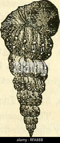 . Katalog von Abgüssen von Fossilien, von den wichtigsten Museen von Europa und Nordamerika, mit kurzen Beschreibungen und Abbildungen. Fossilien. Nr. 567. Turrilites COStatUS, Lamarck. Die exzentrische Spirale wickeln der Schale dieser Gattung ist eine Funktion, die sich auf es unter all den vielen und vielfältigen Tintenfischfänger Formen, und gibt es in der äußeren Erscheinung nicht ein wenig das Aussehen der aGasteropod. Von der Chalk Marl, Untere Kreidezeit, Rouen, Frankreich, und jetzt in der Gemeinde Museum in der Universität von Ro-Chester. Größe 6 x 3. Preis, $ 0,80. Nr. 568. Turrilites polyplocus, Ronier. Dieses große Exemplare der Arten ist Stockfoto