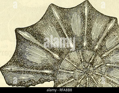 . Katalog von Abgüssen von Fossilien, von den wichtigsten Museen von Europa und Nordamerika, mit kurzen Beschreibungen und Abbildungen. Fossilien. CEPHALOPODA. 127 Nr. 532. Ammoniten serpentinus, Schioth. Komprimiert, auf Platte. Froimthe oberen Lias, Boll, Wirtemberg, und jetzt in der Gemeinde Museum, Universität Eocbester. Durchmesser, 10. Preis, $ 1.25. Nr. 533. Ammoniten splendens. Säen. Dieses Exemplar dieser Variable Ammonit erscheint zwischen einem Typ dieser Art und einer von A. auritus zu sein. Es ist ein charakteristisches fossilen des Gault {Kreidezeit), Folkestone, England, und die Probe wird nun in der p Stockfoto