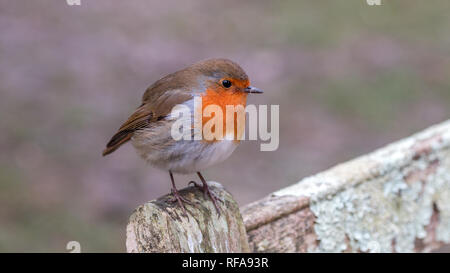 Robin thront auf einer Bank Stockfoto