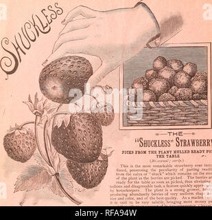 . Katalog der Blumenkohl, Kohl & Amp; Sellerie &Amp; Erdbeerpflanzen. : 1893. Saatgut Industrie und Handel Kataloge; Gemüse; Früchte Samen Samen Kataloge Kataloge; Sellerie Samen Samen Kataloge Kataloge; Blumenkohl; Kohl Samen Samen Kataloge Kataloge; Erdbeeren; Düngemittel; Insektizide Kataloge Kataloge. PETER HENDERSON &Amp; CO., NEW YORK. - STRAWBERRY PFLANZEN.. Preis, {Topf - gezüchtete Pflanzen^, jedes 25c.; 3 bei 60 °C; 6 für $ 1,25; LOVETT IST FRÜH. {Bisexual: Extra früh Hochsaisons.) Auf schlechten Boden und ohne Dünger, hat es Ergebnisse fciven surpas - alle anderen durch Singen, Reaktion auf Gute so Stockfoto