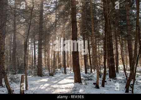 Schnee im Wald Stockfoto