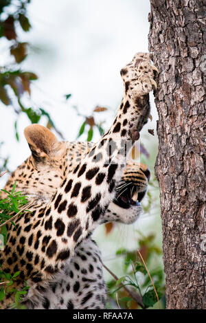 Ein leopard Kopf und Bein, Panthera Pardus, Klauen und in Stamm und Rinde, wie es steigt, Weg suchen, Stockfoto