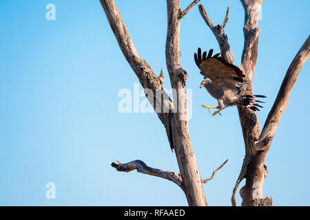 African Harrier - haw gymnogene, Polyboroides Typus, im Flug, etwa auf einem toten Baum zu landen, Krallen, wegsehen, blauer Himmel Hintergrund Stockfoto