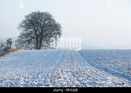 Winter buche Bäume am Rande eines gepflügten Feldes im Schnee in die Landschaft von Cotswold abgedeckt. Chipping Campden, Cotswolds, Gloucestershire, England Stockfoto