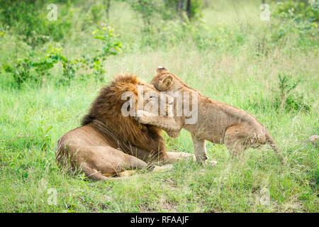 Ein männlicher Löwe Panthera leo, im grünen Gras liegt, ein Lion cub wickelt seine vom Bein um die männlichen Kopf beim Spielen, Weg suchen Stockfoto