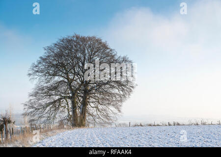 Winter buche Bäume am Rande eines gepflügten Feldes im Schnee in die Landschaft von Cotswold abgedeckt. Chipping Campden, Cotswolds, Gloucestershire, England Stockfoto