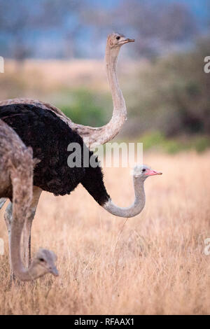 Drei gemeinsame Strauße, Struthio camelus, stand mit dem Kopf nach oben und nach unten gebogen, männlich und weiblich Stockfoto