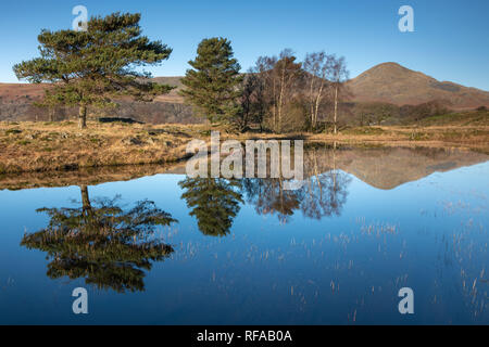 Bäume und Reflexionen in Kelly Halle Tarn, Cumbria Stockfoto