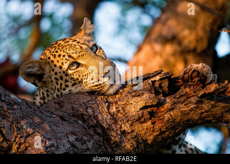 Ein leopard Kopf und Vorderpfote, Panthera Pardus, ruhenden Kopf auf Ast, weiches Licht Stockfoto