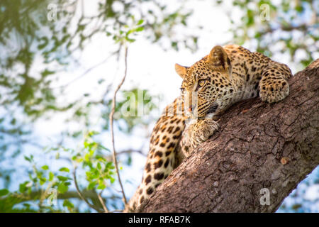 Ein leopard Cub, Panthera Pardus, klammert sich auf eine vertikale Marula Baum, Sclerocarya birrea, mit seinen Krallen wie es aussieht entfernt Stockfoto