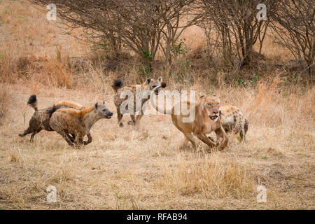 Vier Tüpfelhyänen, Crocuta crocuta, laufen und Jagen nach ein Löwe Panthera leo, durch trockenen gelben Gras Stockfoto
