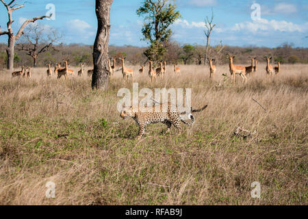 Ein leopard Panthera Pardus, Spaziergänge durch Gras, ein impala Aepyceros melampus, Herde, der Leopard, Ohren perked herauf. Stockfoto