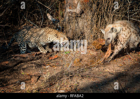 Ein leopard Panthera Pardus, beugt sich nach unten und knurrt bei einer Hyäne, Crocuta crocuta Essen einer Karkasse. Stockfoto