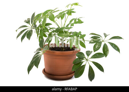 Schefflera arboricola im Topf auf weißem Hintergrund Stockfoto