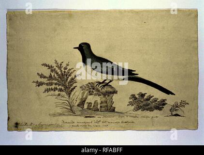 Oena capensis (Namaqua dove). Verfasser der Stellungnahme: Robert Jacob Gordon. Dating: 7-Nov-1778. Maße: H 660 mm x B 480 mm; h 269 mm × W430 mm. Museum: Rijksmuseum, Amsterdam. Stockfoto