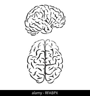 Schwarzer umriss Silhouette des menschlichen Gehirns auf weißem Hintergrund Stock Vektor