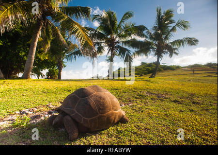 Gigantischen Aldabra tortoise (Aldabrachelys gigantea) ist einer der grössten Schildkröten der Welt, Fregate Island Private, Seychellen, Indischer Ozean Afrika Stockfoto